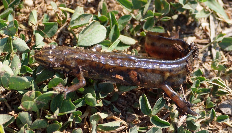 Salamandridae - Lissotriton vulgaris meridionalis